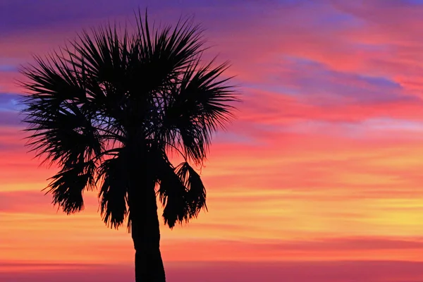 Palmier solitaire sur le ciel couchant — Photo