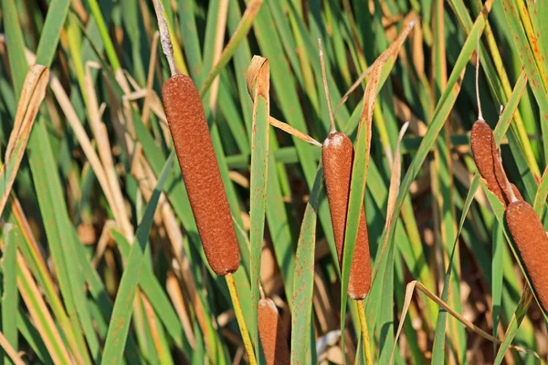 Corn dog tráva — Stock fotografie