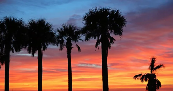 Sylwetka palmami, przed zachodem słońca — Zdjęcie stockowe