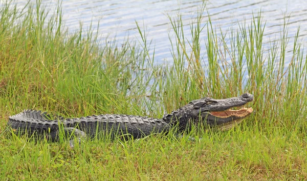 Alligator à bouche ouverte posé sur l'herbe — Photo