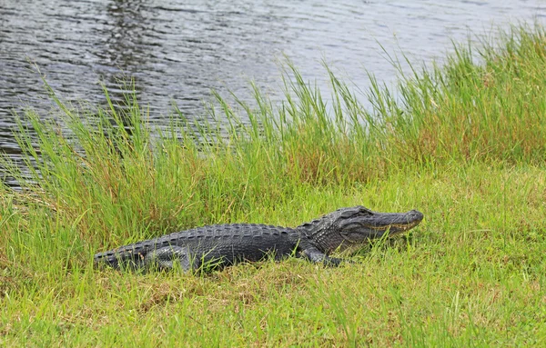 Аллигатор лежит на траве — стоковое фото