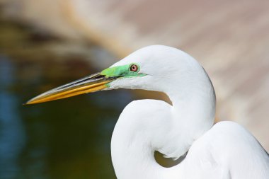 snowy balıkçıl profil başkanı