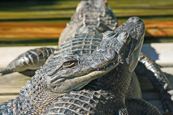 Alligators laying one on another — Stock Photo, Image