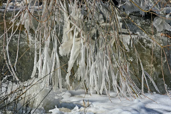 Frozen branches — Stock Photo, Image