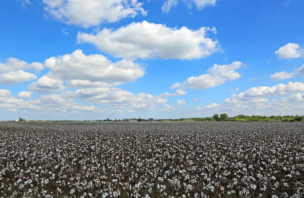 Blå himmel över bomullsfält — Stockfoto