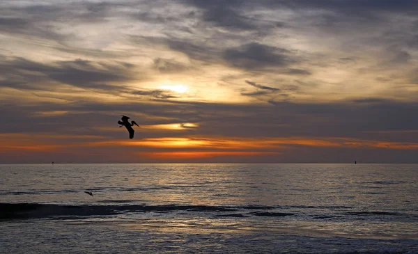 Silhouette of pelican on sunset sky — Stock Photo, Image