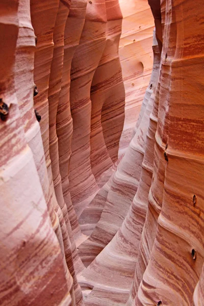 Cañón de Cebra — Foto de Stock