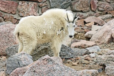 dağ keçisi profili