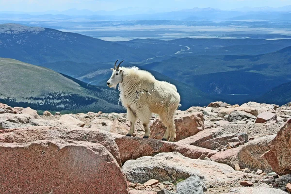 Landscape with mountain goat — Stock Photo, Image