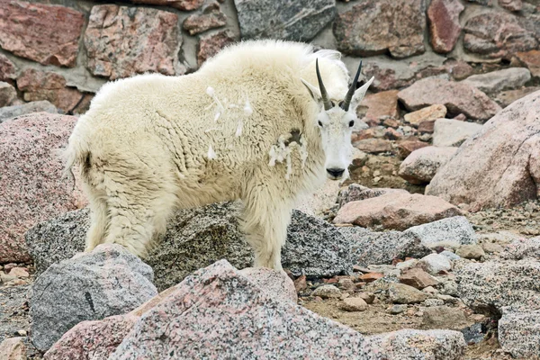 dağ keçisi profili