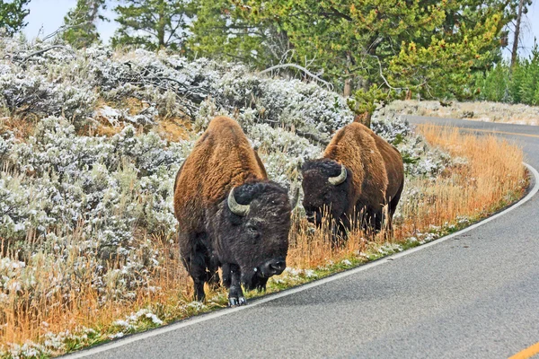 Pair of bisons on the road — Stock Photo, Image