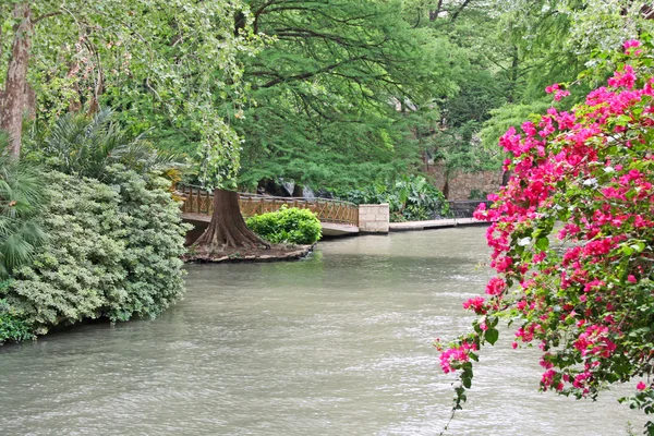 Flora rigogliosa sul fiume San Antonio — Foto Stock