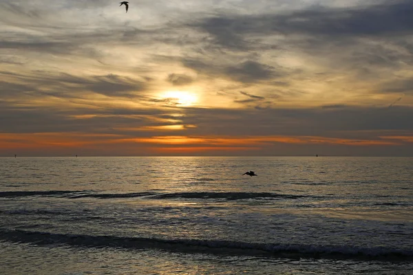 Літаючі пелікани перед заходом сонця — стокове фото