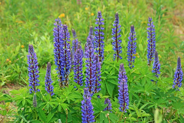 Blå lupin — Stockfoto