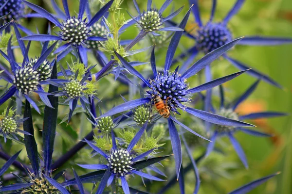 Chardon bleu avec une abeille — Photo