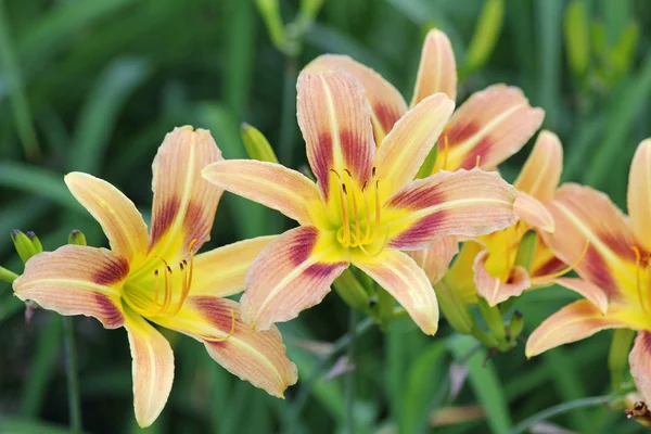 Amarylis flowers close up — Stock Photo, Image