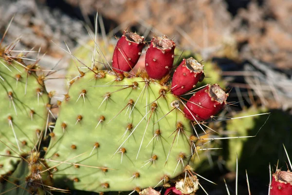 Beavertail pricly pear cactus — Stock Photo, Image