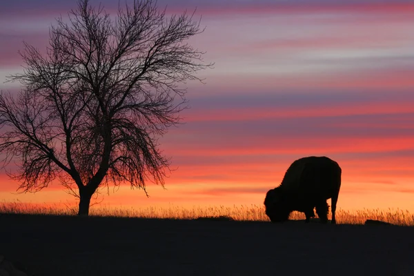 bison ve ağaç günbatımında yeme siluet