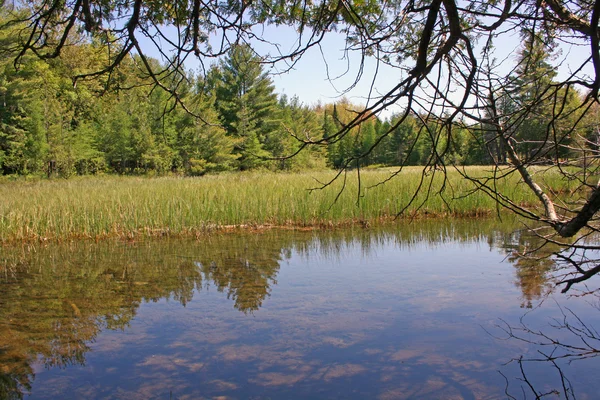 Visa från skogen på liten spegel sjö — Stockfoto