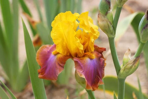 Iris in geel en paars — Stockfoto