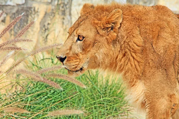 Głowę lwa w profilu — Zdjęcie stockowe
