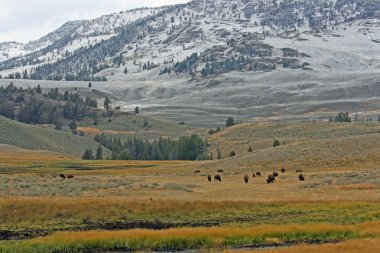 yellowstone np ve otlatma bizonlar ilk kar