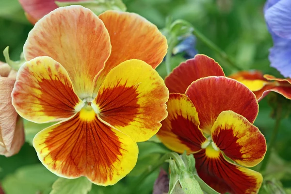 Pansy in yellow and brown — Stock Photo, Image
