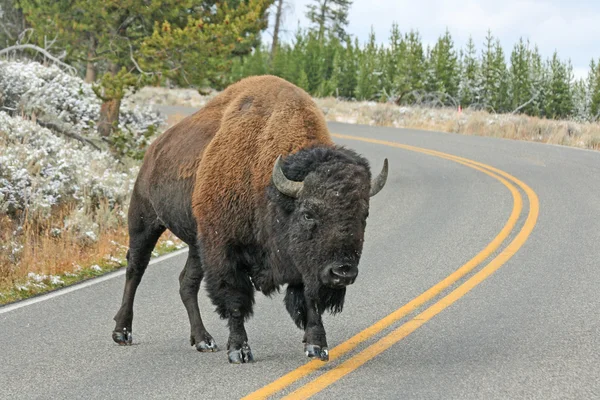 Bisonte solitário na estrada — Fotografia de Stock