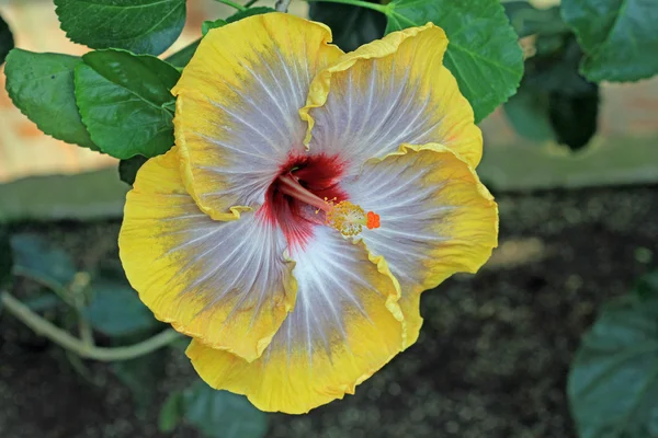 Hibisco em amarelo e branco — Fotografia de Stock