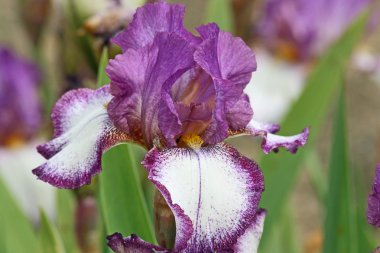 Iris in purple and white
