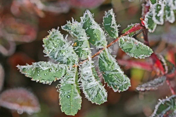 Cristalli di gelo fondenti su una foglia — Foto Stock