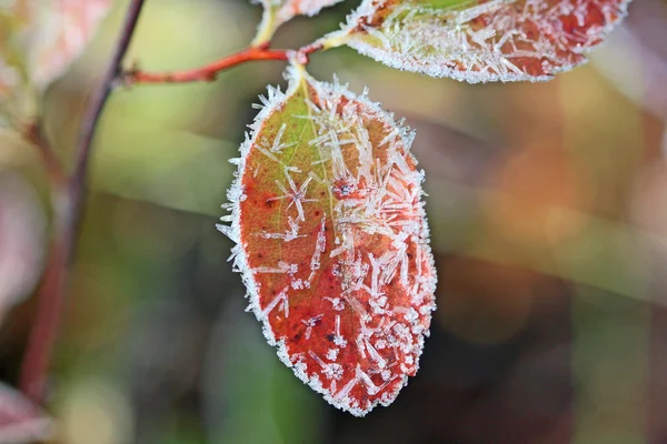Frost crystals on red leaf — Stock Photo, Image
