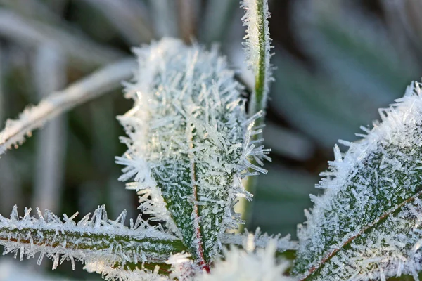 Frost crystals — Stock Photo, Image