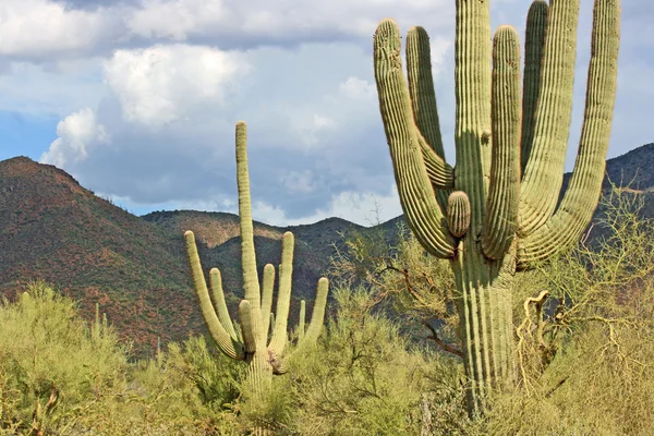 Cactus Saguaro — Stock Photo, Image
