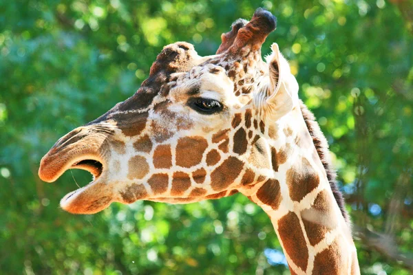 Singing giraffe — Stock Photo, Image