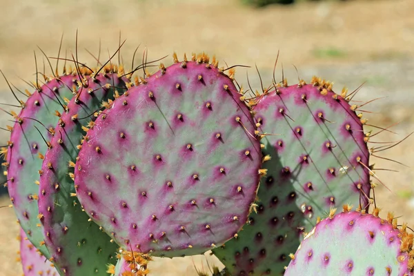 Beavertail cactus — Stock Photo, Image