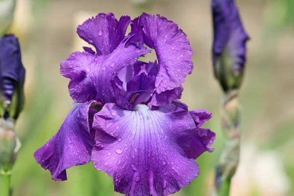 Purple Iris with water drops — Stock Photo, Image