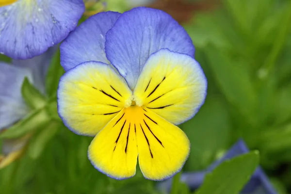 Pansy flower in blue and yellow — Stock Photo, Image