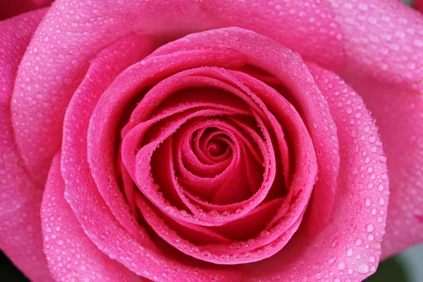 Rose with water drops close up — Stock Photo, Image