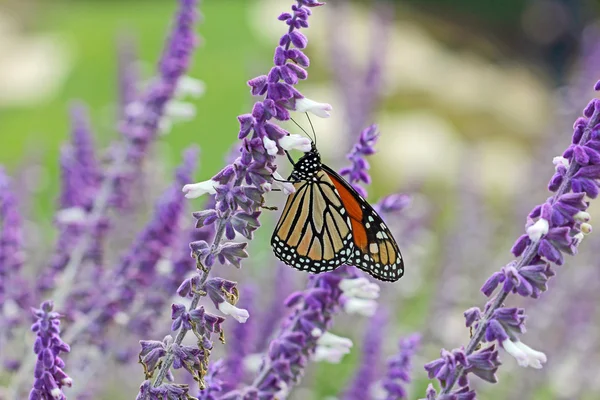 Monarch butterfly on lavender — Stock Photo, Image