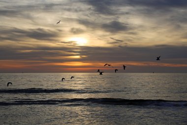 gün batımı ve kuşlar