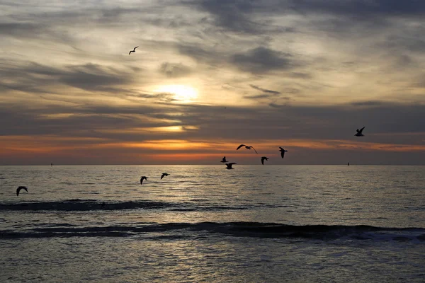 Sonnenuntergang und die Vögel — Stockfoto