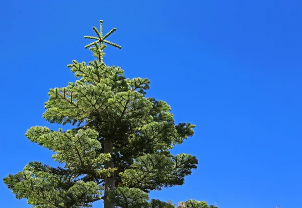 Spruce tree on blue sky — Stock Photo, Image