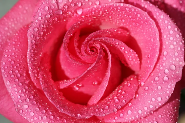 Róża z kropli wody z bliska — Zdjęcie stockowe