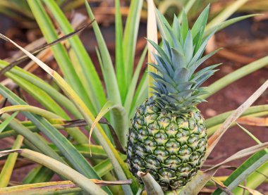 Bush olgunlaşmamış yeşil ananas