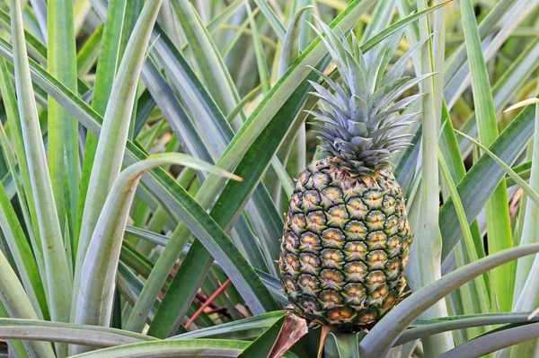 Pineapple on the bush — Stock Photo, Image