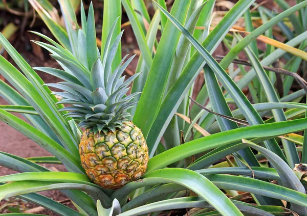 Altın ananas büyüyor
