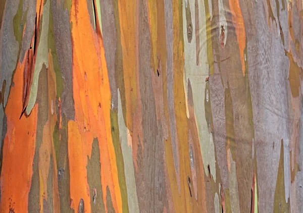 Colorful texture of eucalyptus tree — Stock Photo, Image