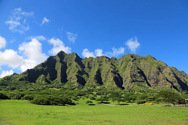 Kualoa 牧场 — 图库照片