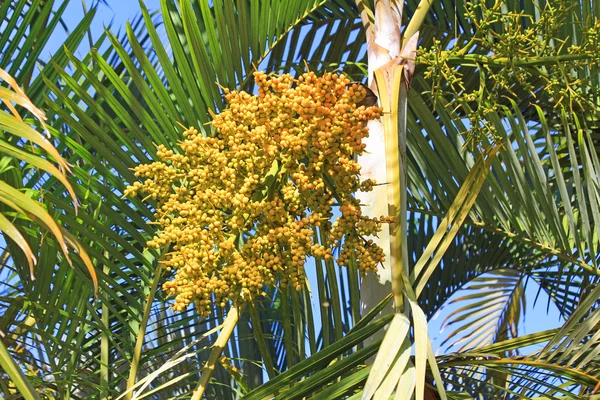 Fruto del árbol de cola de zorro —  Fotos de Stock